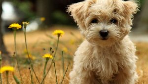 Homeopatia para animais de estimação.