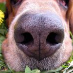 Aromaterapia para cães.